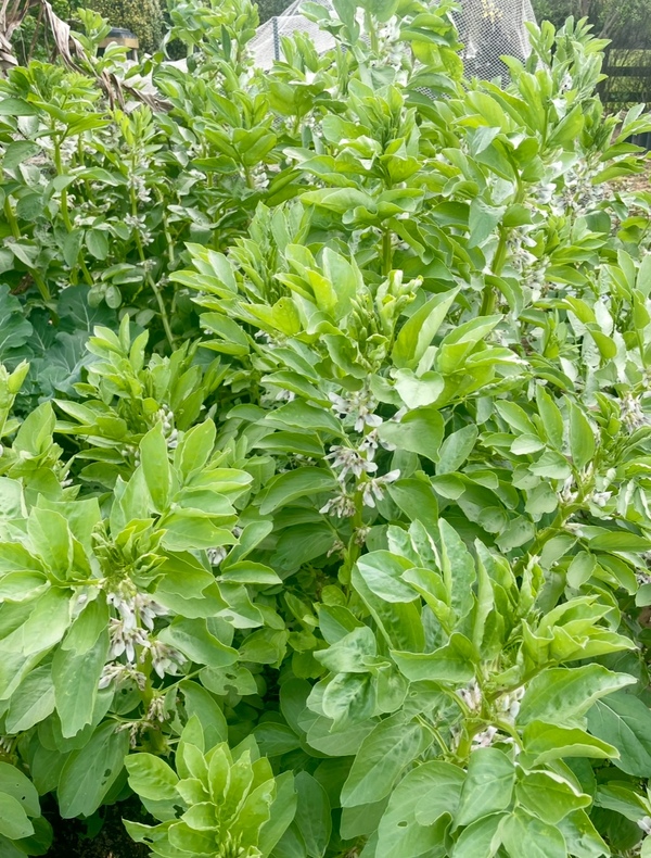 broad bean - Lucifer - 373CMK