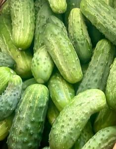 Cucumber - Pickling Gherkin -325CMK