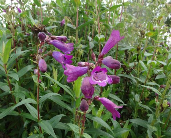 Penstemon - Sour Grapes - 405RW