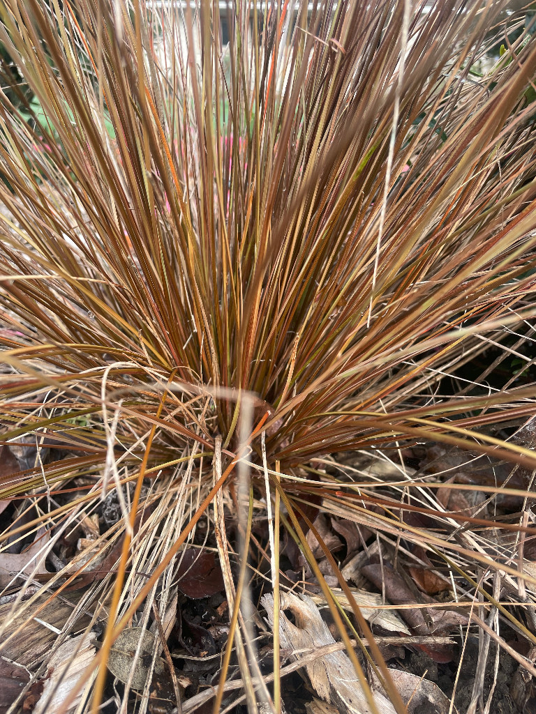 sedge - leatherleaf - 364CMK