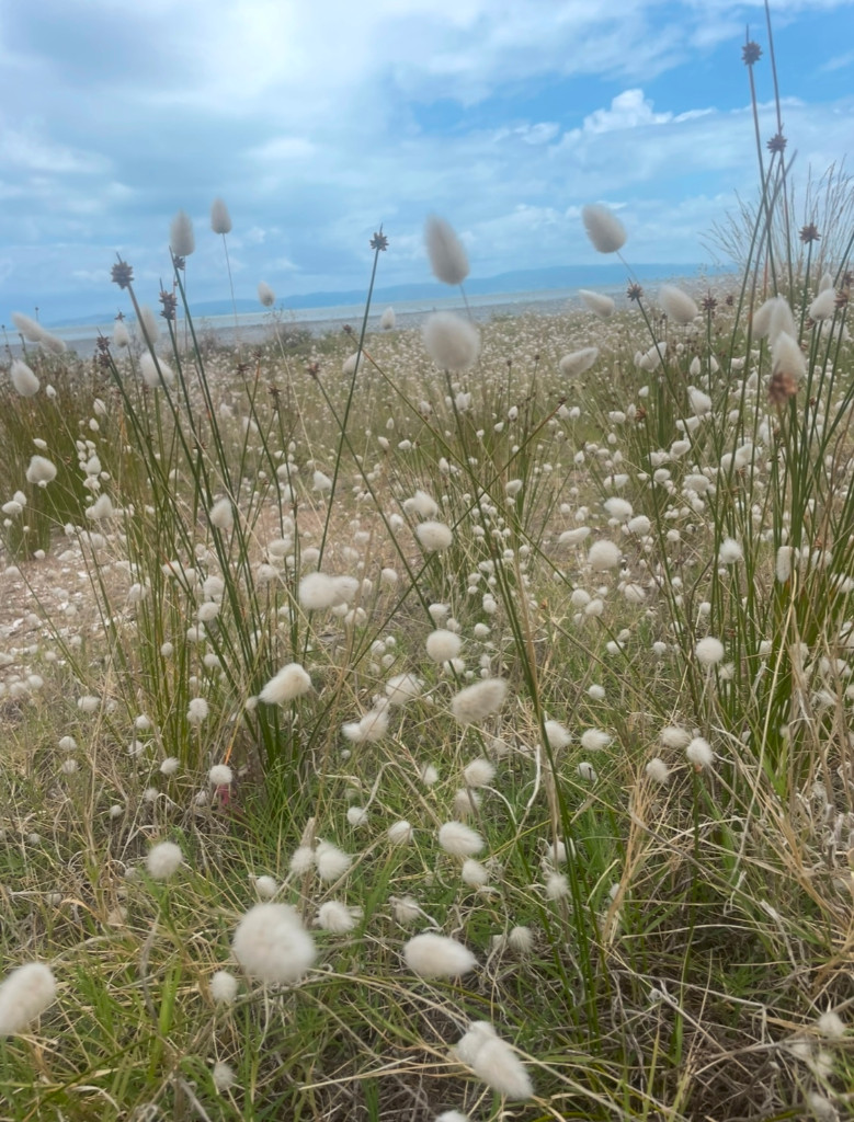 Bunny tail grass - 247CMK