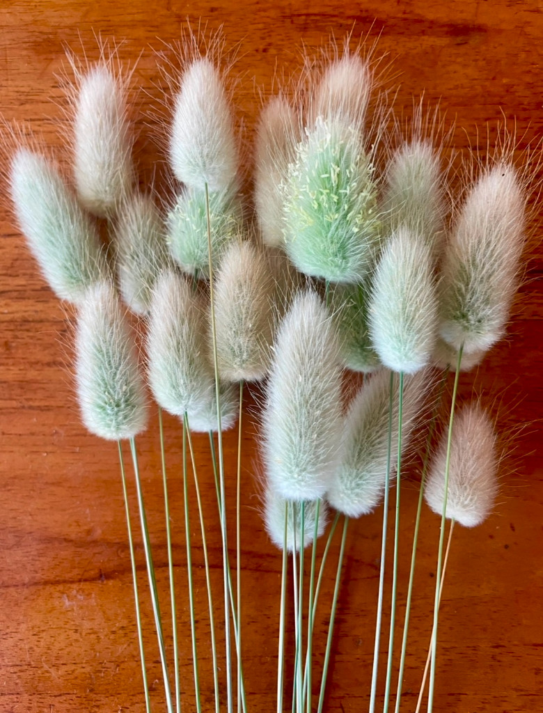 Bunny tail grass - 247CMK