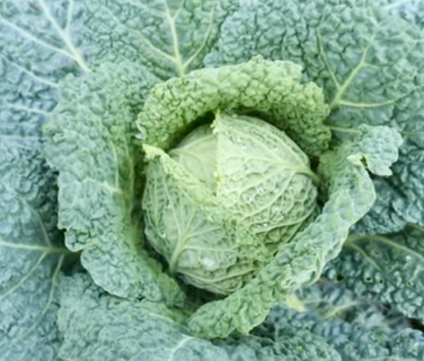 Cabbage - Savoy - 374cmk