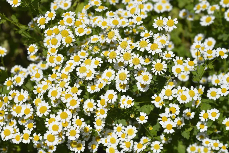 Feverfew - 308SPH