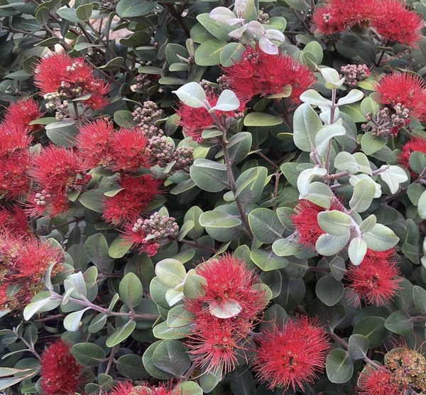 Pohutukawa - Dwarf Tahitian - 120CMK