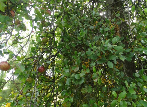Small-flowered mistletoe