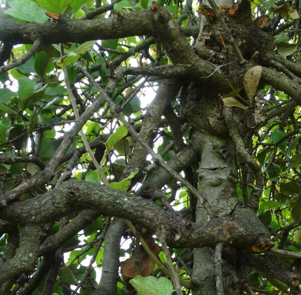 Small-flowered mistletoe