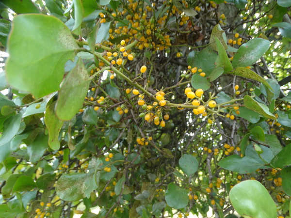 Small-flowered mistletoe