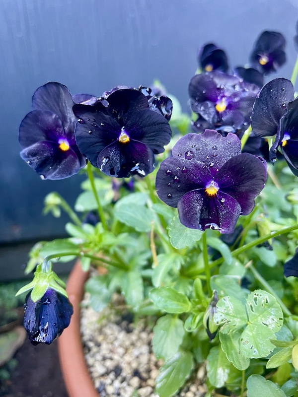 violet - black - 385CMK