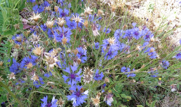 cornflower - blue - 268RS