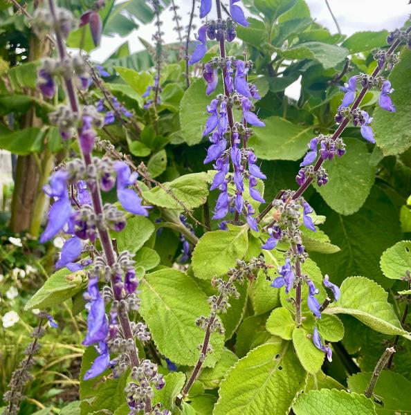 Salvia - purple - 396CMK