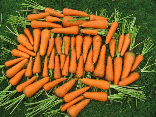 Carrot - Benhorn - 60RW17