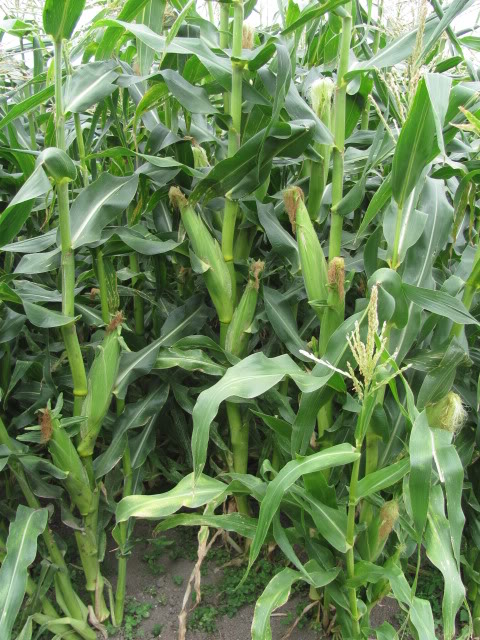 Corn - Early Gem - 84RW25