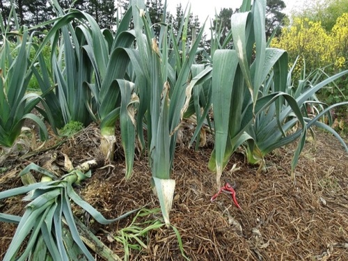 62344_leeks-for-seed