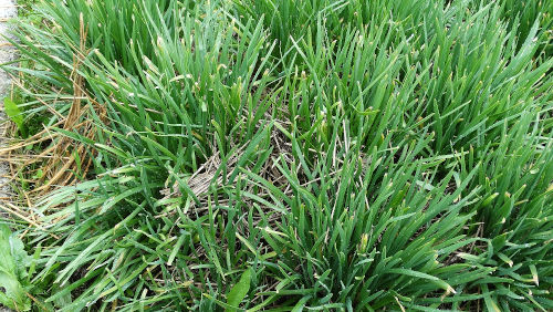 Garlic Chives