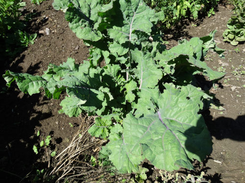 Kale - True Siberian - 310RW