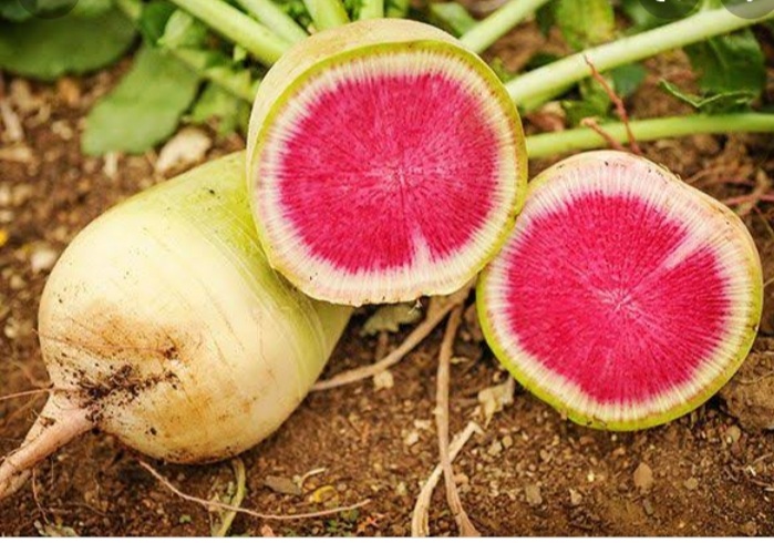Radish - Chinese Red Meat - 125SS